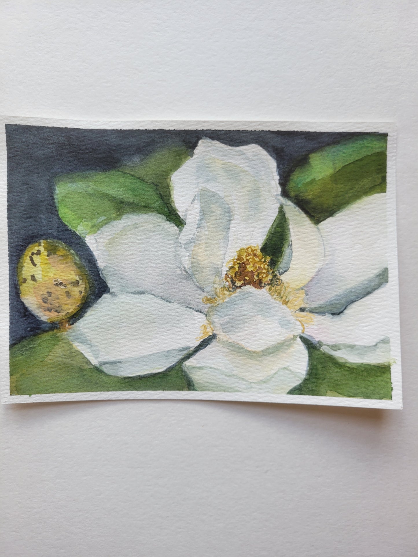 Magnolia Show