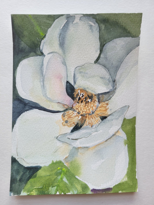 Magnolia Show II