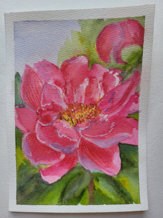 Hot Pink Peony Redo II