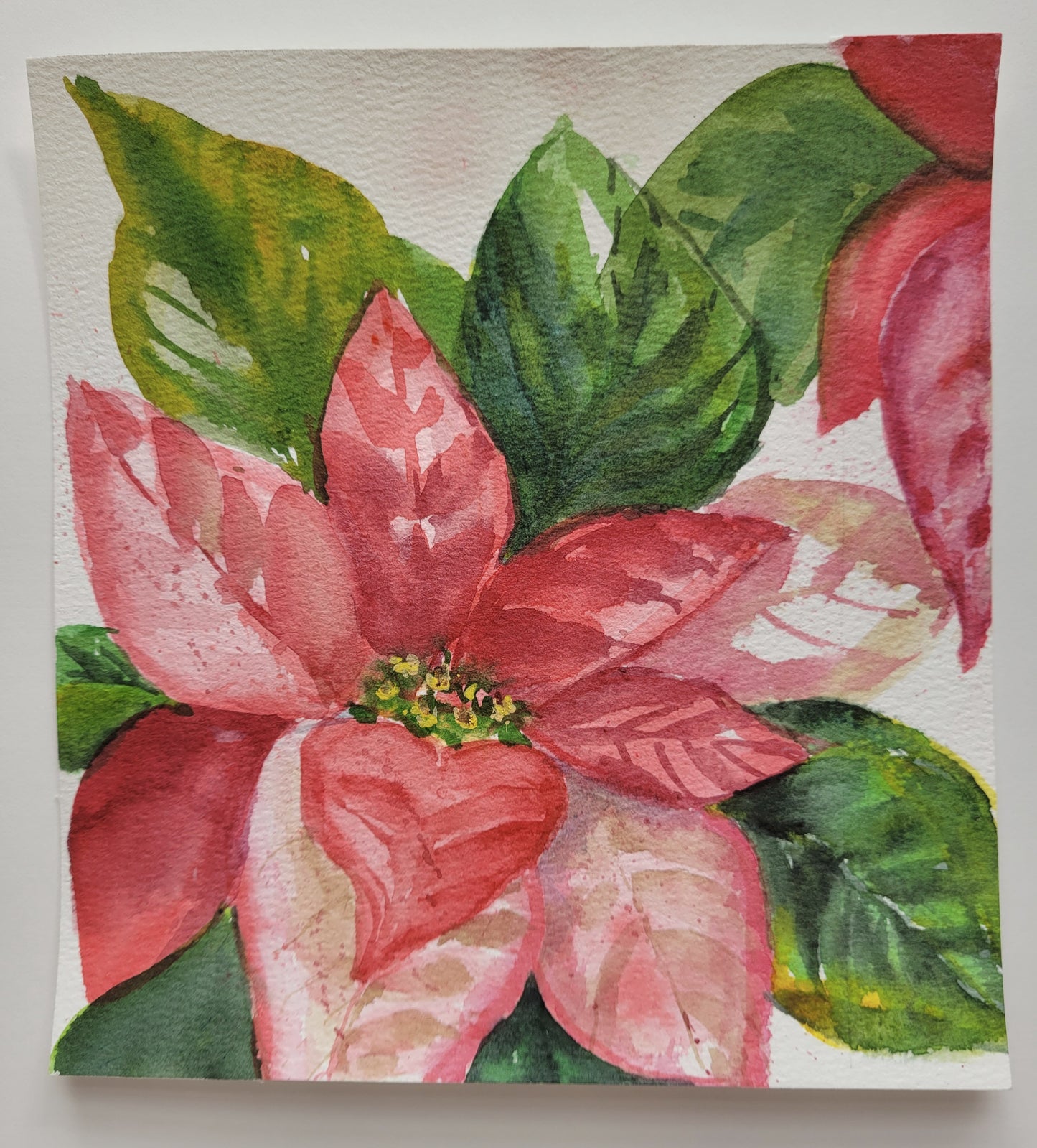 Poinsettia Joy