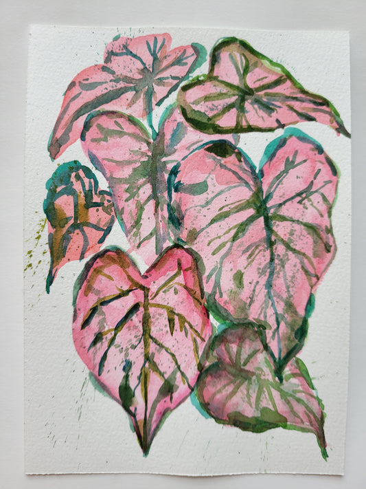 Pink Splash Caladium