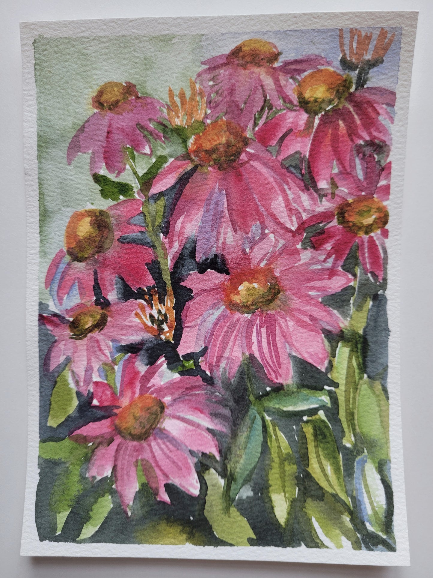 Magenta Coneflowers