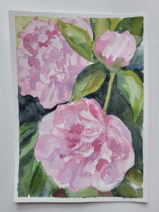 Susan's Peonies