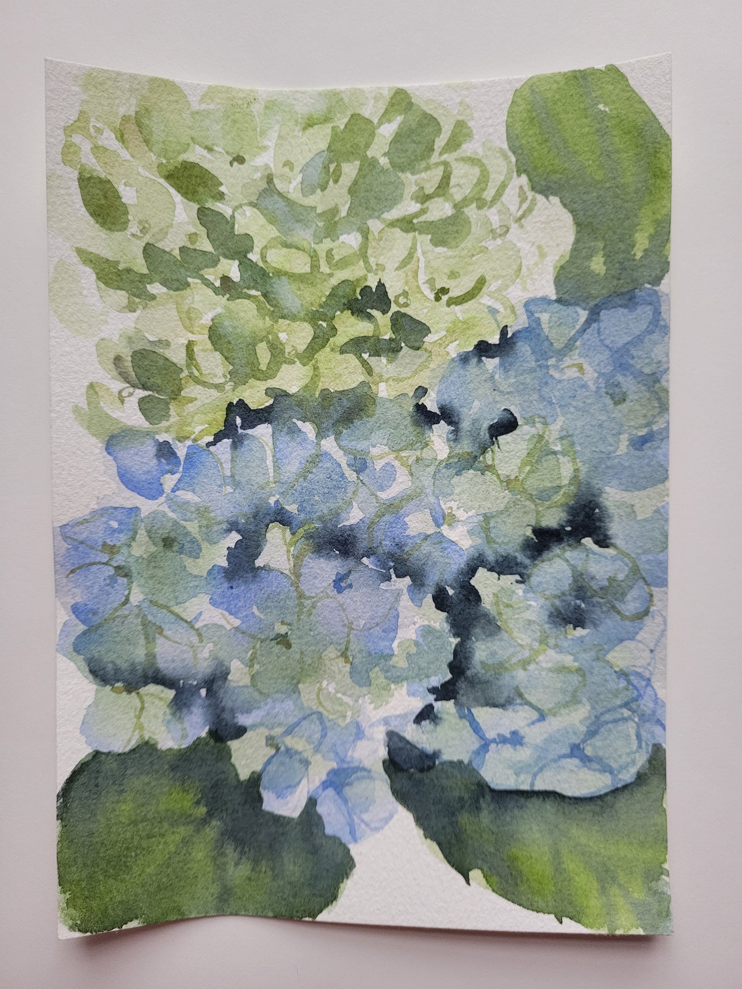 Hydrangeas