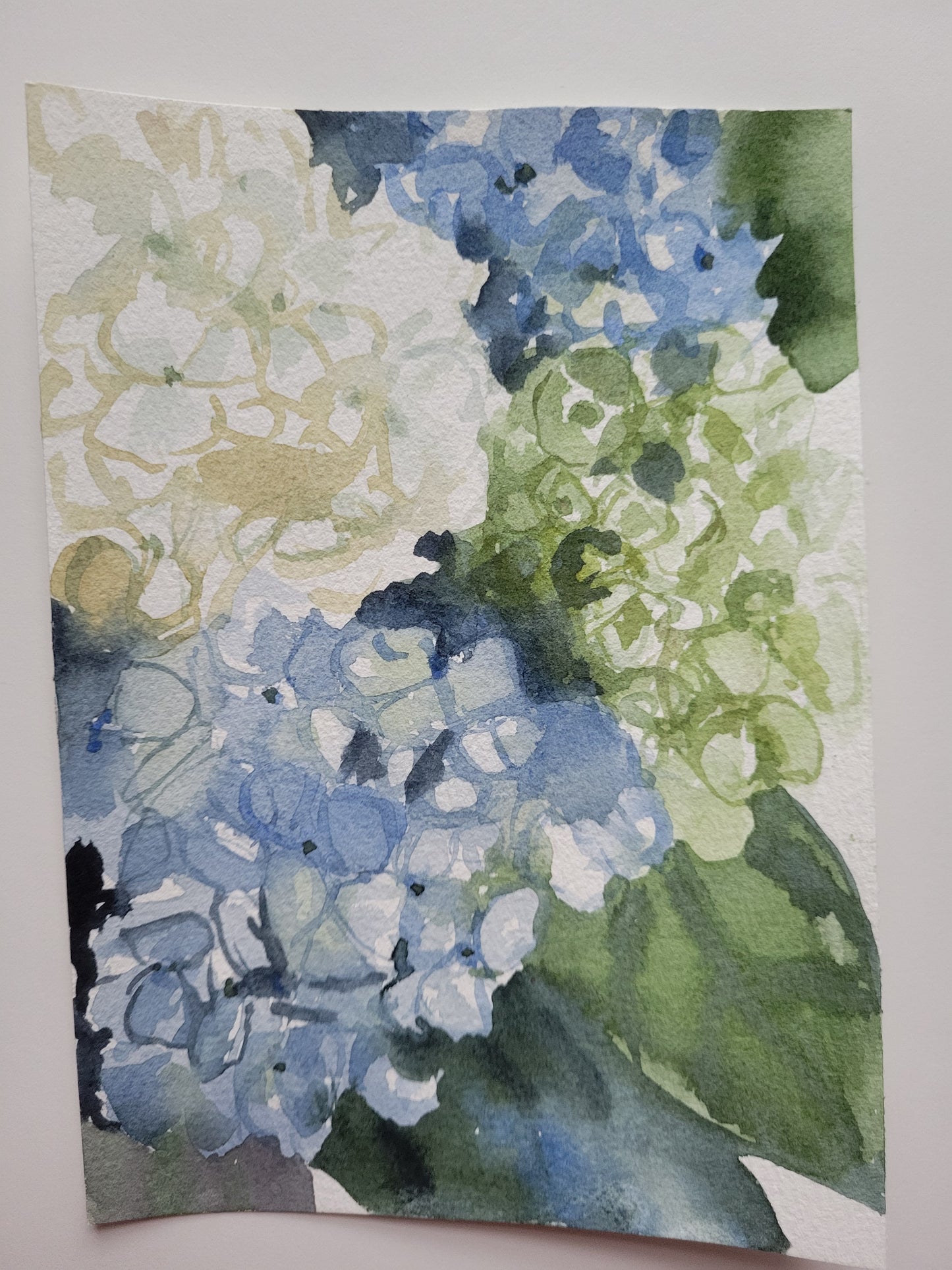 Hydrangeas II