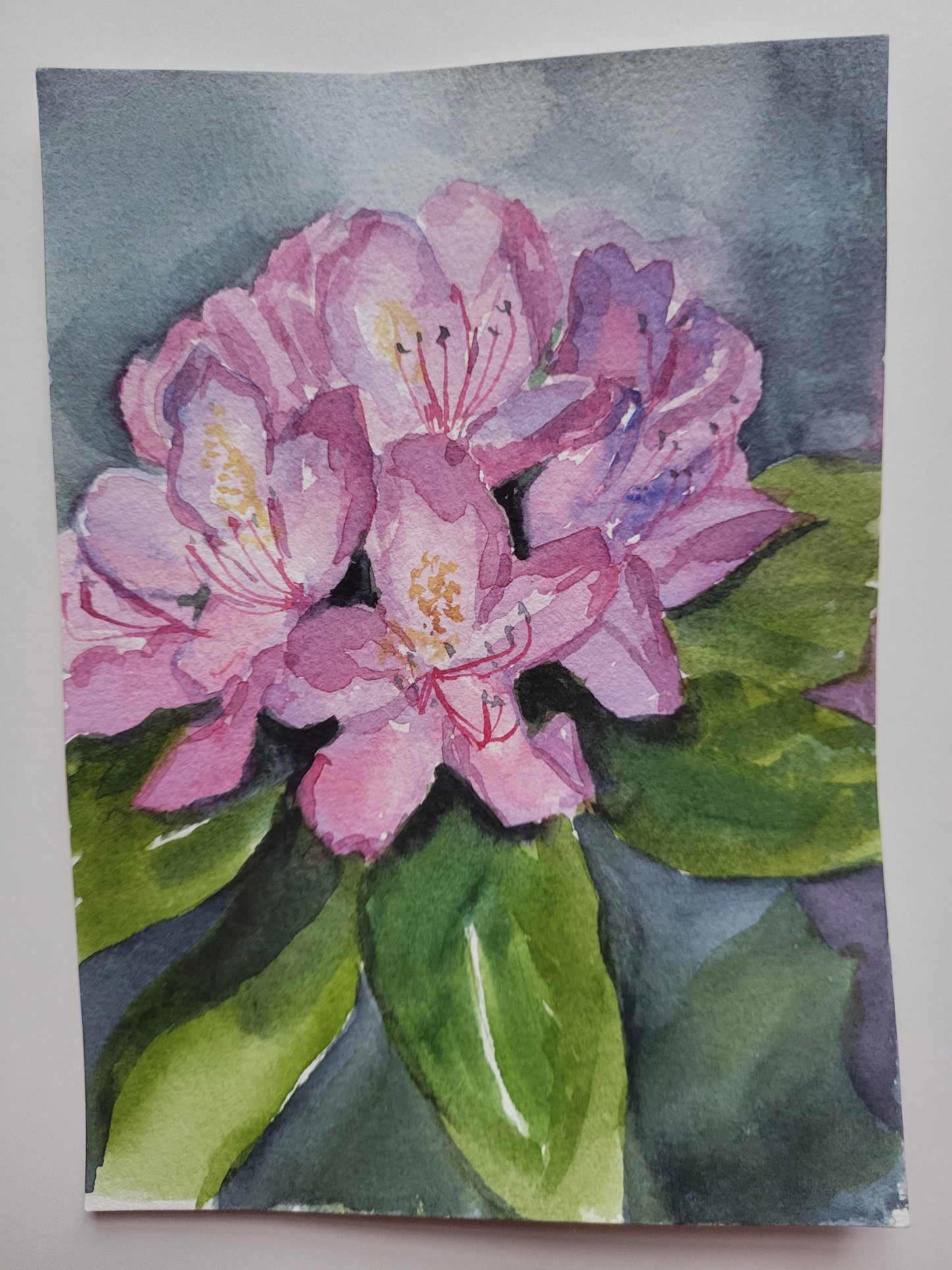 Rhododendron Bloom