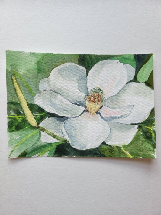 Magnolia Show III